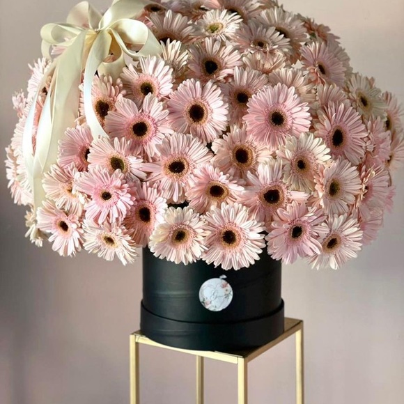 Meet your Posher, Nora - Picture 1 of 1